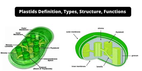 plastada in tagalog|Meaning of plastado .